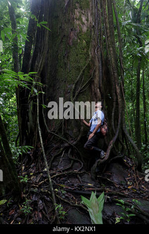 Hiker on trail Osa Peninsula Costa Rica mahogany tree in primary rain forest. Tropical Jungle tree Stock Photo