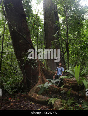 Hiker on trail Osa Peninsula Costa Rica mahogany tree in primary rain forest. Tropical Jungle tree Stock Photo