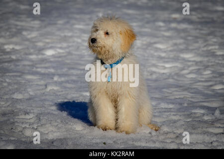 An extremely cute puppy golden doodle sitting in the snow on a sunny day. The golden ears are really in contrast with the white snow. The puppy dog is Stock Photo