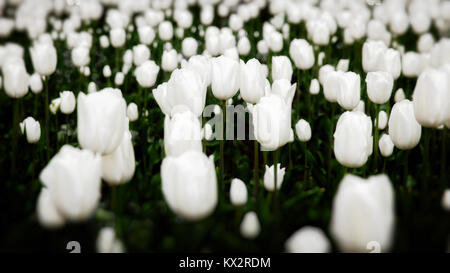 Beautiful white tulips flowerbed closeup. Flower background. Summer garden landscape design Stock Photo