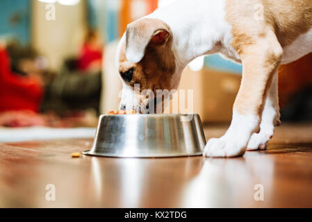 A beagle mix puppy eats food out of a dish. Stock Photo