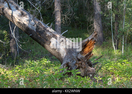 Fallen tree that was burned in forest fire, leaving a gap in the canopy where sunlight reaches the forest floor, Banff National Park Stock Photo