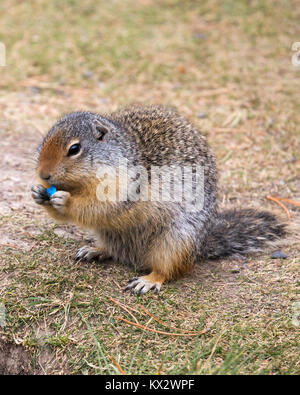 Columbian ground squirrel (Urocitellus columbianus) eating a piece of blue candy discarded on the ground Stock Photo