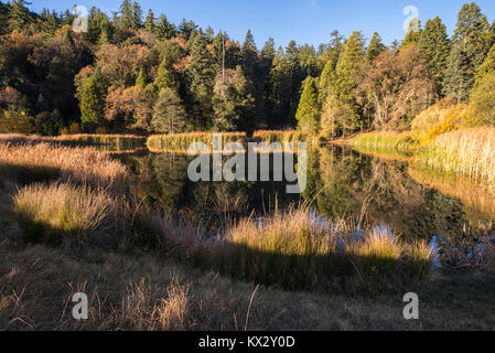View of Doane Pond photographed on an Autumn morning. Palomar Mountain State Park, San Diego, California. Stock Photo