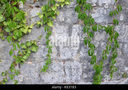Ancient stone wall with green leaves of a Mediterranean tree suitable for background Stock Photo
