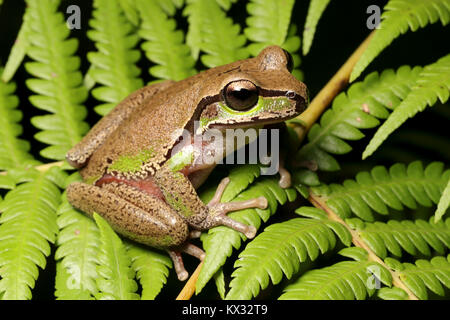 Blue Mountains Tree Frog Stock Photo