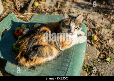 Tortoiseshell cat resting on a green plastic garden chair and looking back at the camera Stock Photo