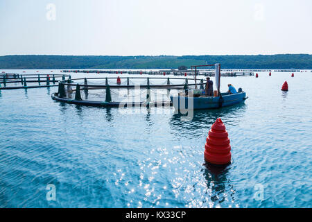 Seabass farm Fonda, Sečovlje Saline Nature Park, Slovenia, Europe Stock Photo