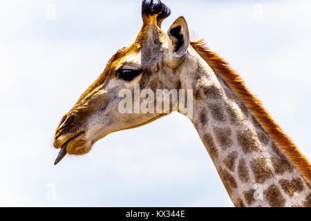 Close Up of a Giraffe sticking out his tongue in central Kruger National Park in South Africa Stock Photo