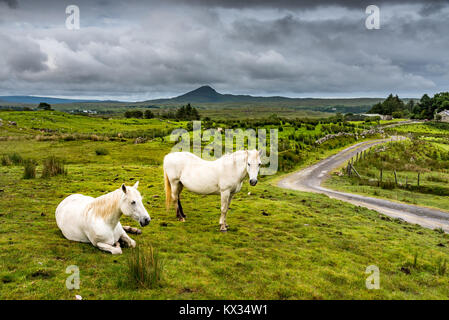 White horses in the rain. Two Connemara ponies on a green meadow near a small road in Ireland Stock Photo