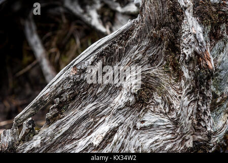 The stump of a dead tree draws the profile of the head of a fantastic animal Stock Photo