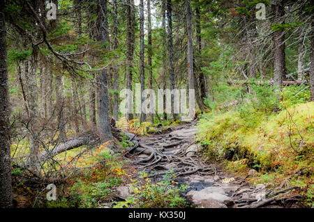 Roots on a path in the forest of Mount Albert colored by the early autumn, in the Gaspé Peninsula of Quebec Stock Photo