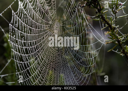 Thousands of small drops of water created by the morning dew cover the threads of a spiderweb Stock Photo