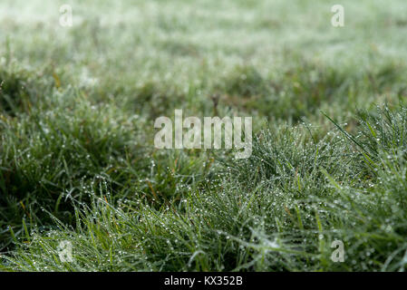 Thousands of drops of water created by morning dew on the grass of a green meadow on a cold and foggy morning Stock Photo