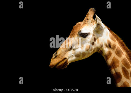 Close up portrait of a funny giraffe. Face and neck. Isolated on black background Stock Photo
