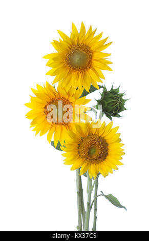 Three sunflowers isolated on a white background Stock Photo