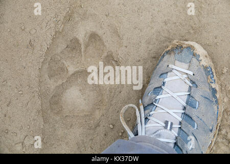 Mans foot next to tiger paw print in Chitwan National Park, Nepal Stock Photo