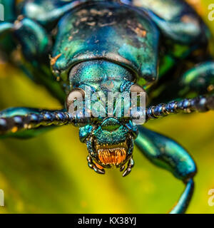 Macro image of a Green Frog Legged Beetle (Sagra buqueti) Stock Photo