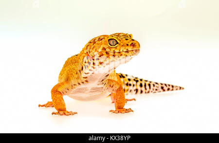 Macro image of Leopard Gecko (Eublepharis macularius) Stock Photo