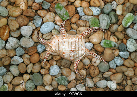 Natural Lambis Chiagra Spider Shell on the Pebble Stone Ground Stock Photo