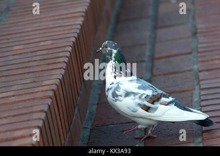 City pigeon of interesting feather colors. Close up Stock Photo