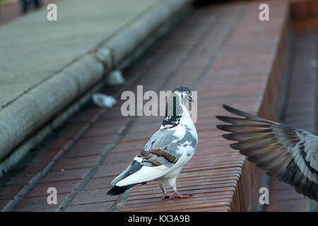 City pigeon of interesting feather colors. Close up Stock Photo