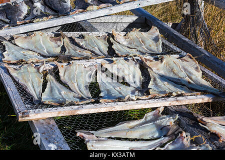 Salt cod drying on racks. Stock Photo