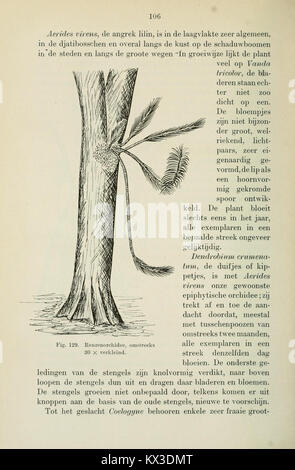 Beknopt leerboek der plantkunde voor Nederlandsch-Indië (Page 106) BHL11325086 Stock Photo