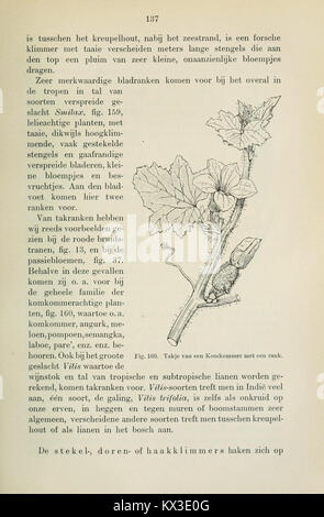 Beknopt leerboek der plantkunde voor Nederlandsch-Indië (Page 137) BHL11325117 Stock Photo