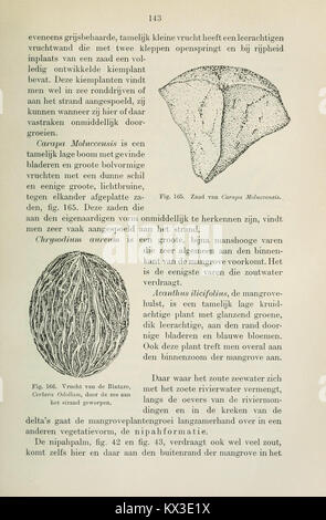 Beknopt leerboek der plantkunde voor Nederlandsch-Indië (Page 143) BHL11325123 Stock Photo