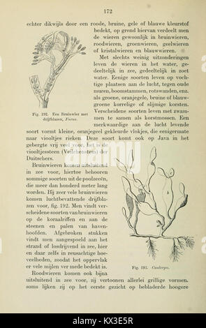 Beknopt leerboek der plantkunde voor Nederlandsch-Indië (Page 172) BHL11325152 Stock Photo