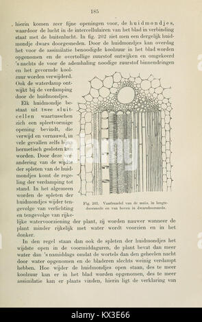 Beknopt leerboek der plantkunde voor Nederlandsch-Indië (Page 185) BHL11325165 Stock Photo