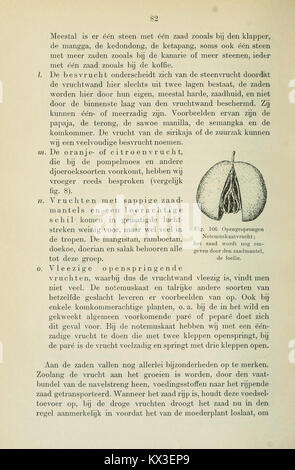 Beknopt leerboek der plantkunde voor Nederlandsch-Indië (Page 82) BHL11325062 Stock Photo