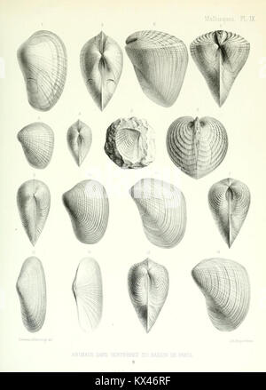 Document describing invertebrate species in the Paris Basin, serving as ...