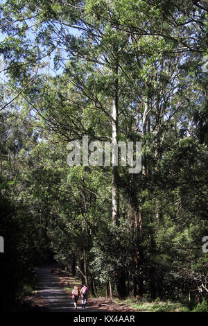 Women walk frough the eucalyptus forest in Horton plains national park, Sri Lanka Stock Photo