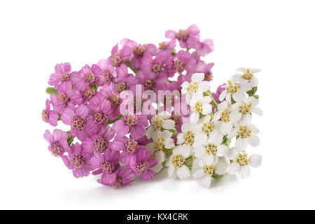 White and pink yarrow flowers isolated on white background. Stock Photo