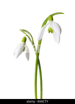 Two snowdrop flowers isolated on white background. Stock Photo