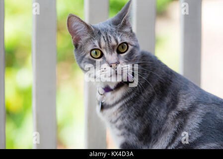 Grey striped cat on balcony. Grey tabby cat with green eyes sits outside. Stock Photo