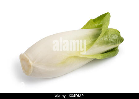 Fresh belgian endive isolated on white background Stock Photo