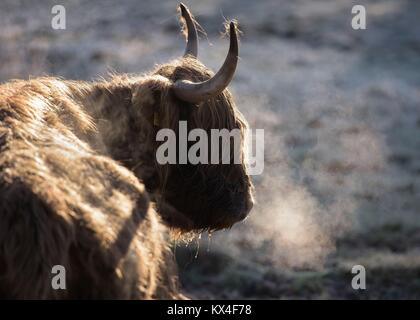 A Highland cow breathes into the frosty air in Glasgow's Pollok Park, as temperatures plummet across the UK. Stock Photo