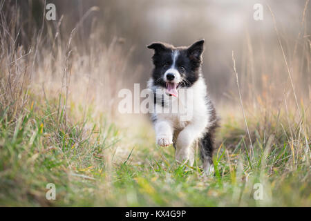 Running border collie puppy in field in winter Stock Photo