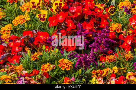 Butchart Gardens in Victoria, British Columbia, Canada taken August 2017 Colorful different colored flowers in flower bed in garden Stock Photo