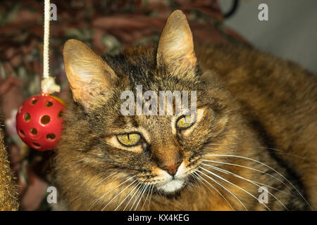 long hair gray tabby cat looking very calm Stock Photo