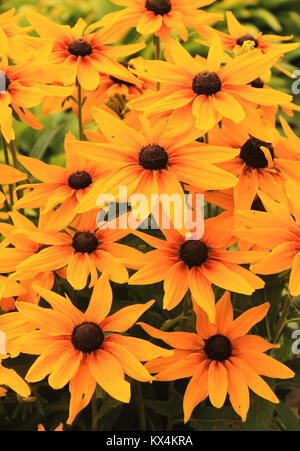 background lot of yellow-orange flowers with leaves Stock Photo
