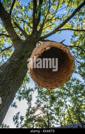 Large beehive house on a tree in the forest Stock Photo