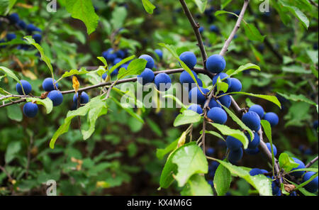 branch with sloe berries blue and green leaves on a blurred background Stock Photo
