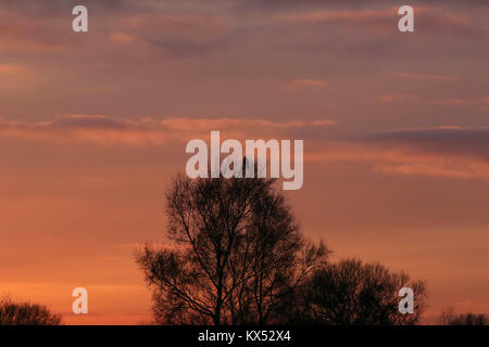 County Armagh, Northern Ireland. 07 January 2018. UK Weather - a sunny day ended with a magnificient sunset near Lough Neagh in County Armagh. Temperatures will plummet again tonight though to - 4C. A buzzard rests in a tree as the sun goes down. Credit : David Hunter /Alamy Live News. Stock Photo