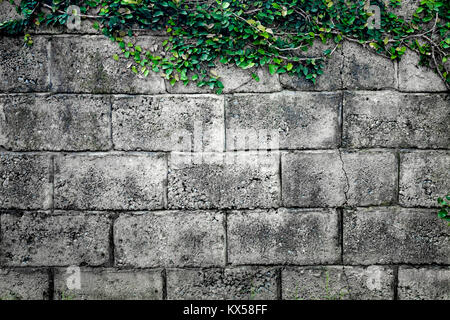Grey stone wall consisting of massive bricks and braided with climbing plants. Geometric rectangular pattern. Ideal background for collages and illust Stock Photo