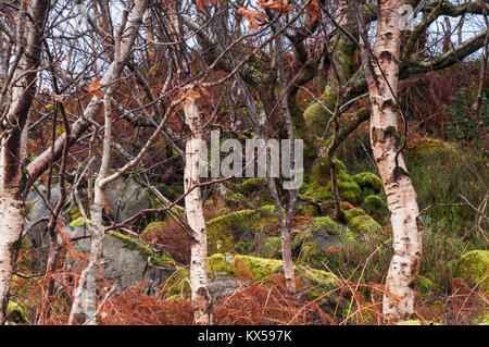 A close up image of a thickly wooded bank on the Ardnamurchan peninsula in Lochaber, Scotland. 24 December 2017. Stock Photo