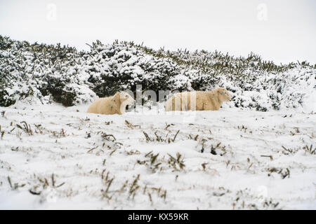 Sheep sheltering from the snow on Hergest ridge Kington Herefordshire UK Stock Photo